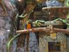 Зоопарк с обезьянами, попугаями и рептилиями из Сочи получил лицензию Россельхознадзора